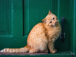 A quoi sert un bloc-porte double vantaux pour porte coupe-feu ?